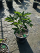 Paeonia japonica 'Kansas Red'