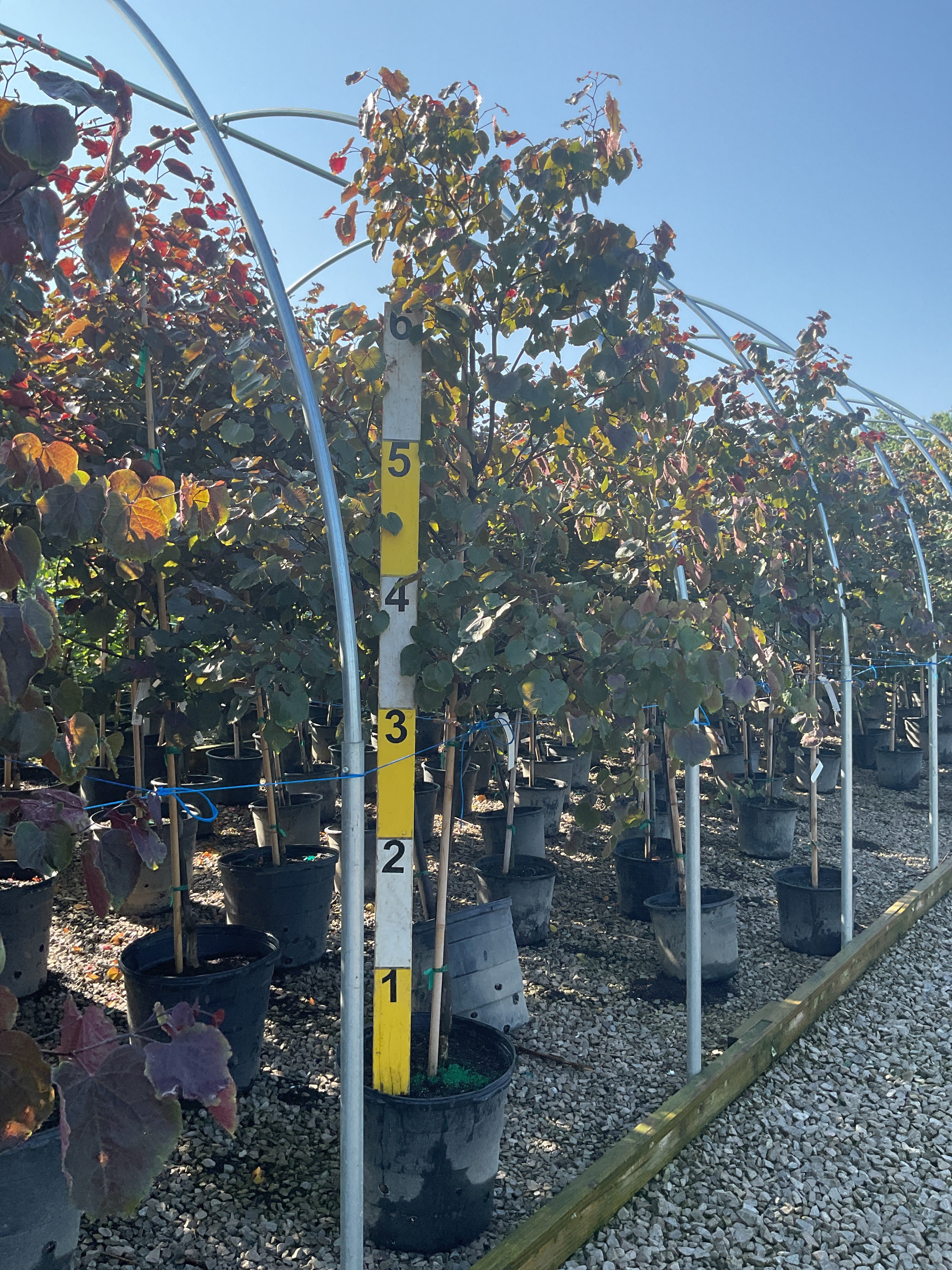 Cercis canadensis 'Merlot'