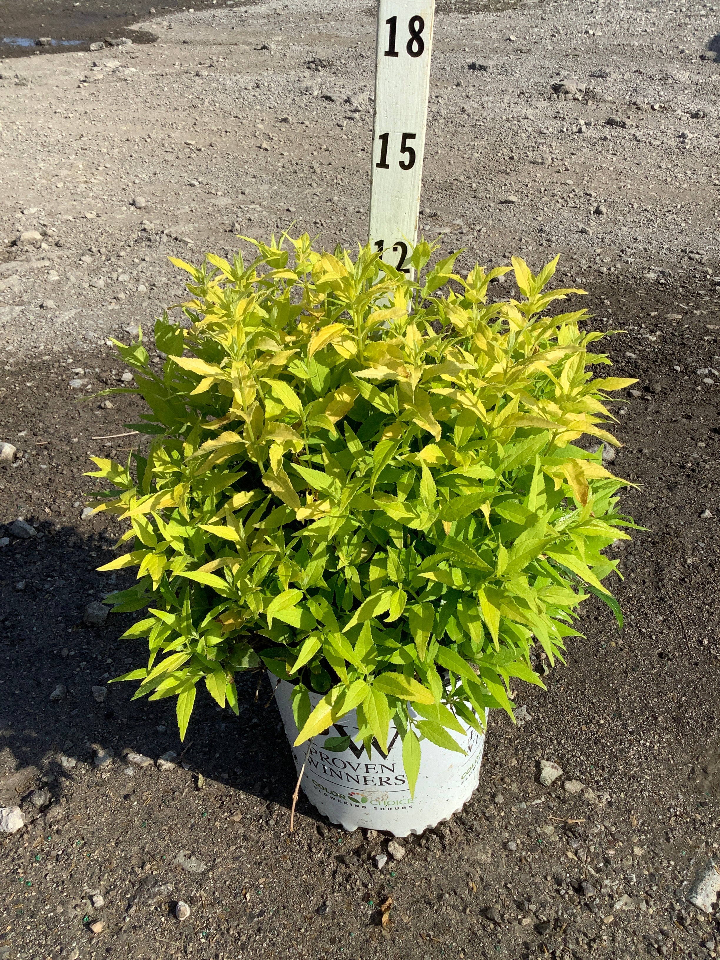 Deutzia gracilis 'Chardonnay Pearls'