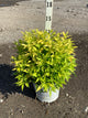 Deutzia gracilis 'Chardonnay Pearls'
