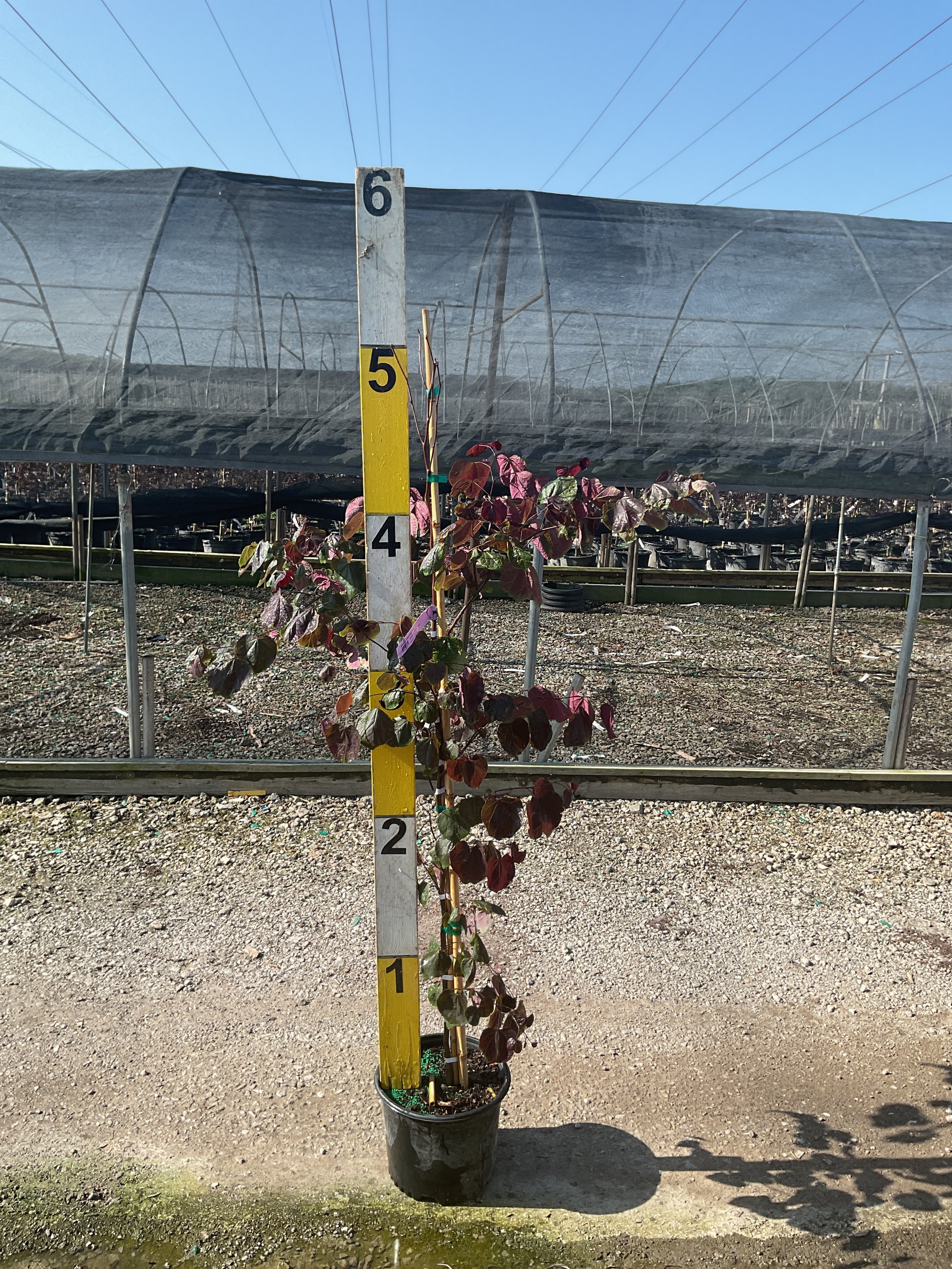 Cercis canadensis 'Forest Pansy'