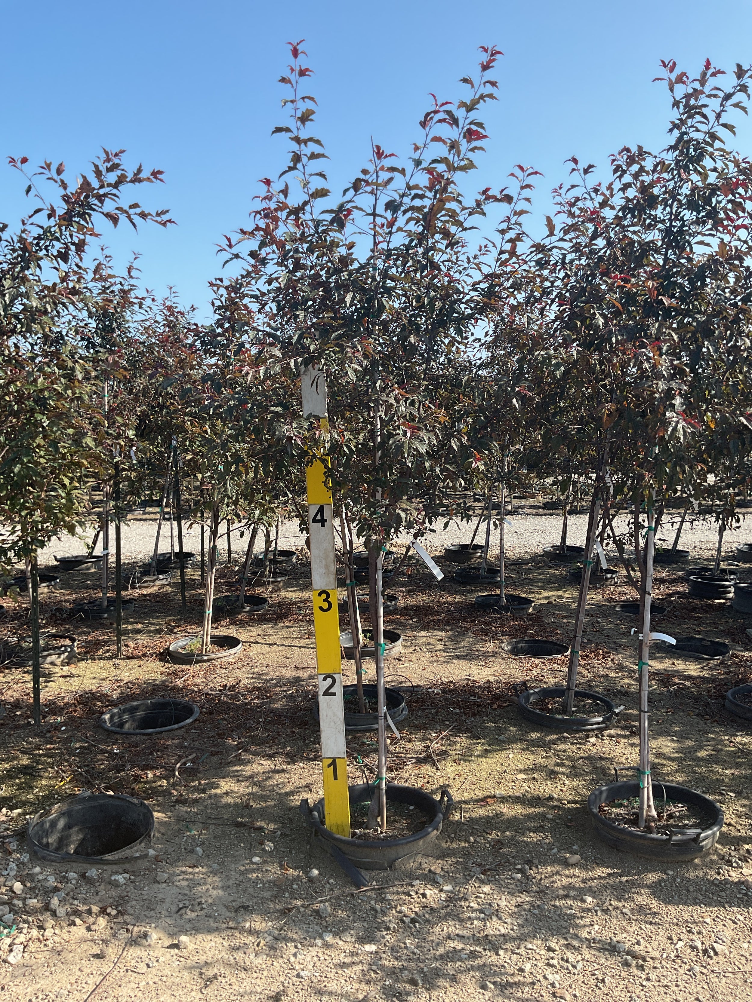 Malus ‘JFS-KW5’