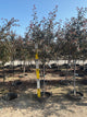 Malus ‘JFS-KW5’