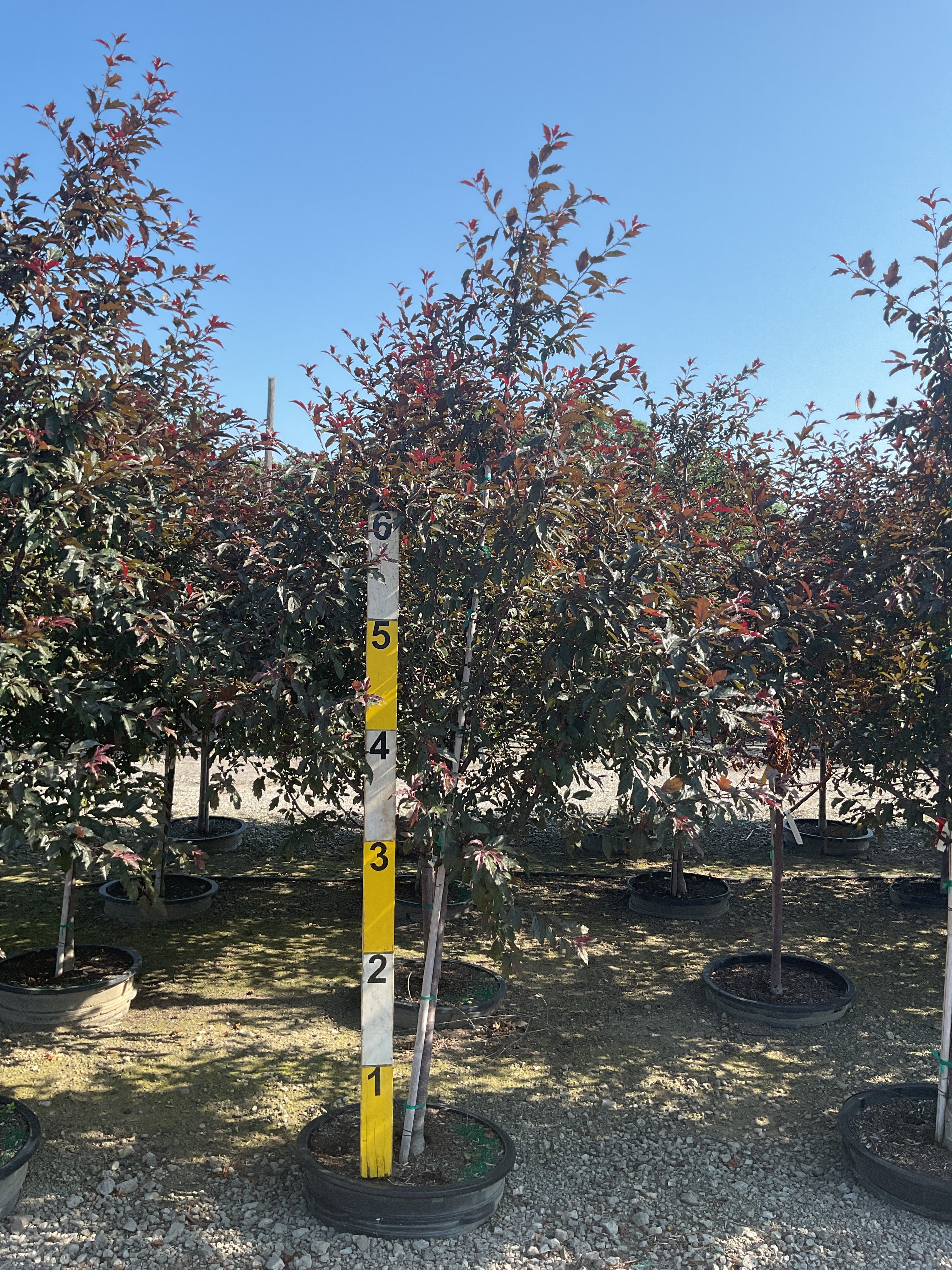 Malus ‘JFS-KW5’