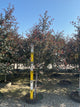 Malus ‘JFS-KW5’