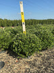 Betula nigra 'Little King'