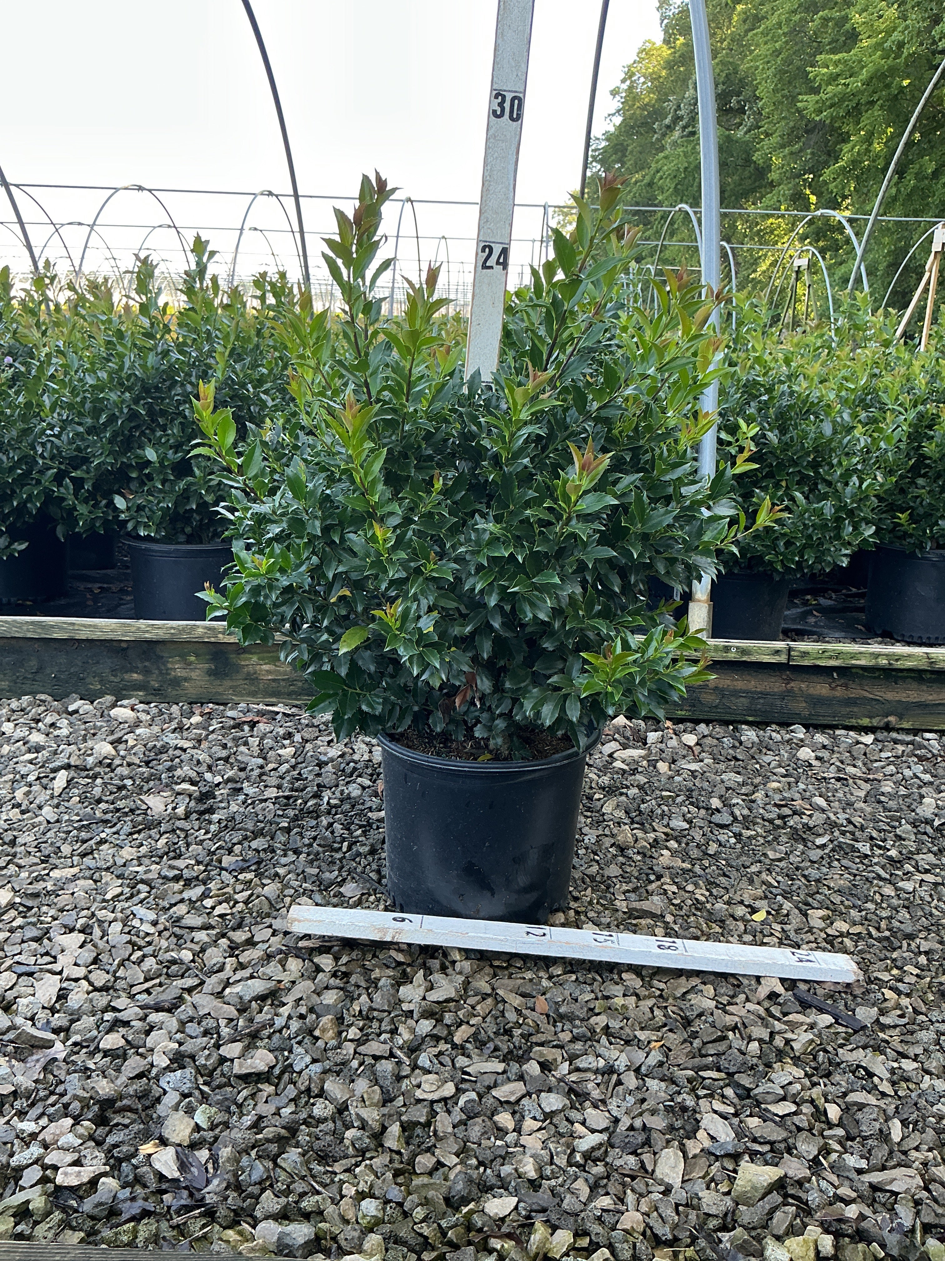 Ilex x meserveae 'Blue Maid'