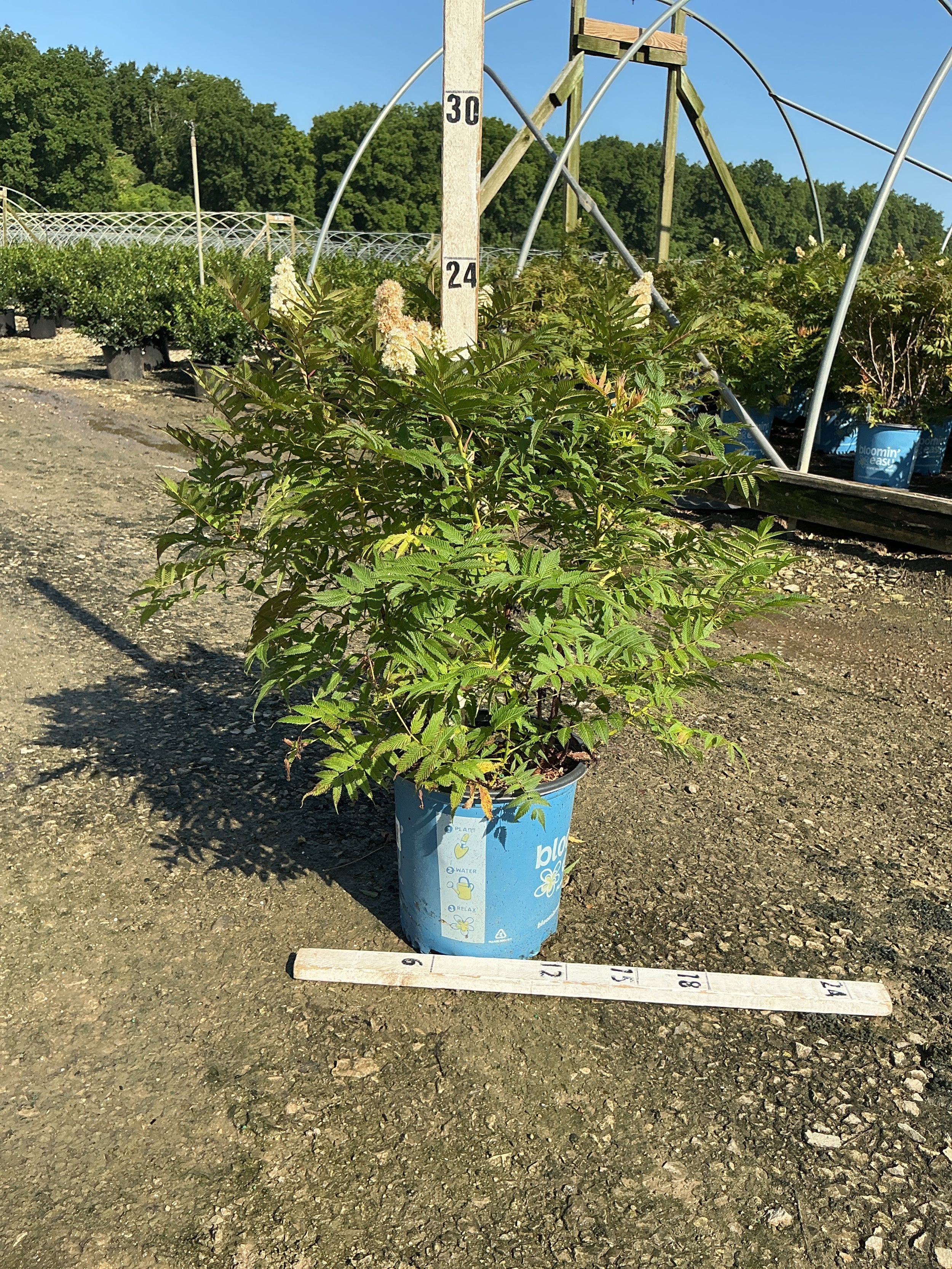 Sorbaria 'Cherry On Top'