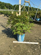 Sorbaria 'Cherry On Top'