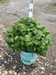 Rubus idaeus 'Raspberry Shortcake&trade;'