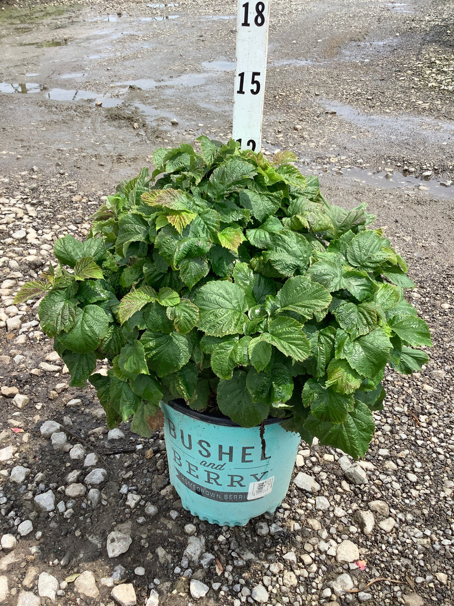 Rubus idaeus 'Raspberry Shortcake&trade;' â€” G2 RAZ
