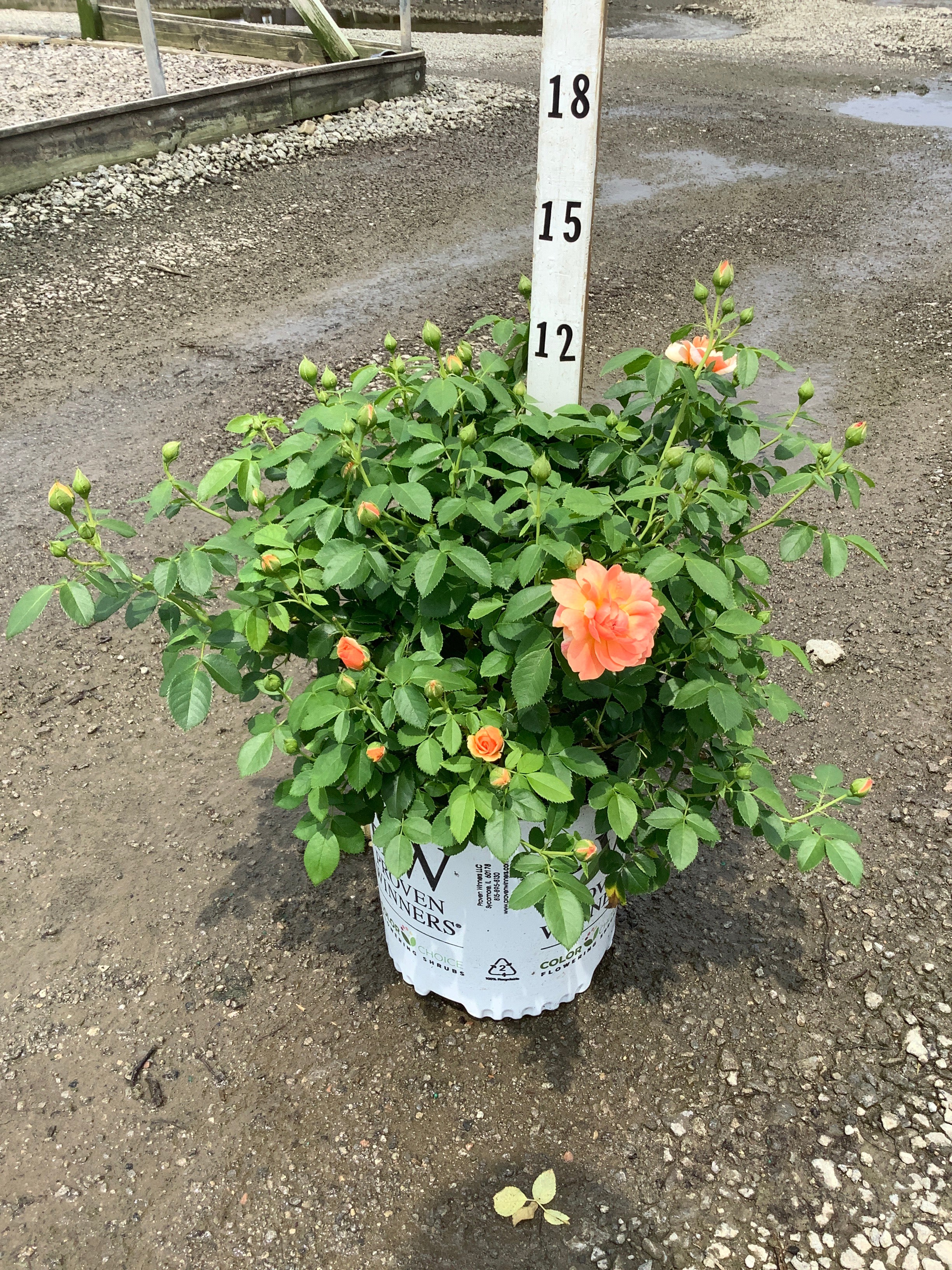 Rosa 'S At Last'