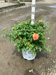 Rosa 'S At Last'