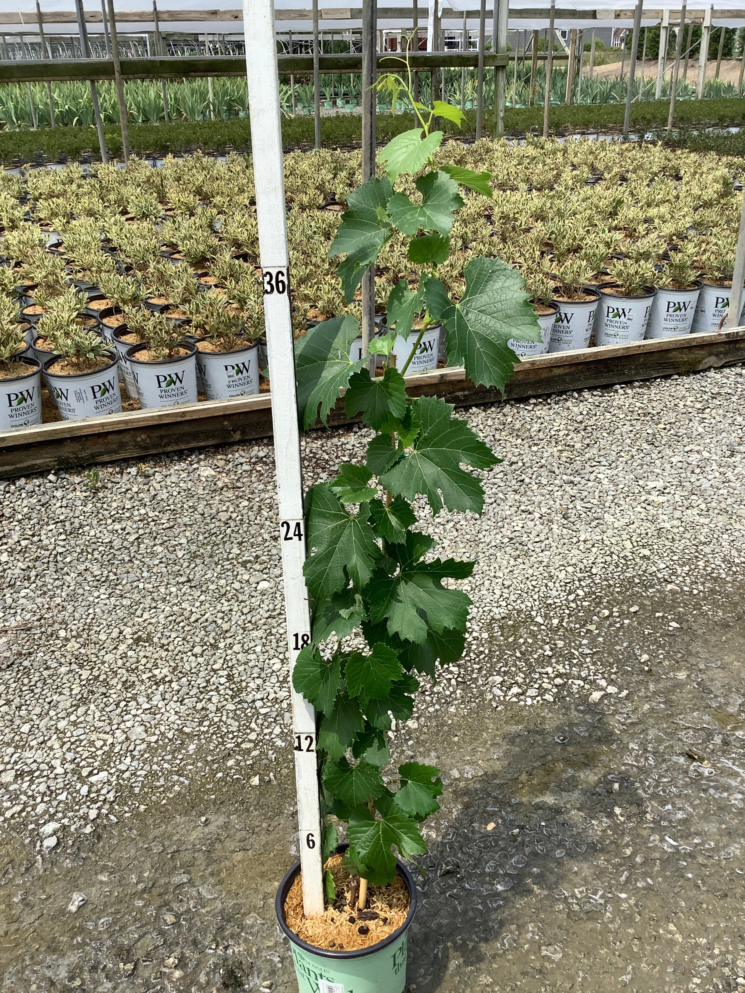 Vitis lakemont 'Lakemont'