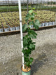Vitis lakemont 'Lakemont'