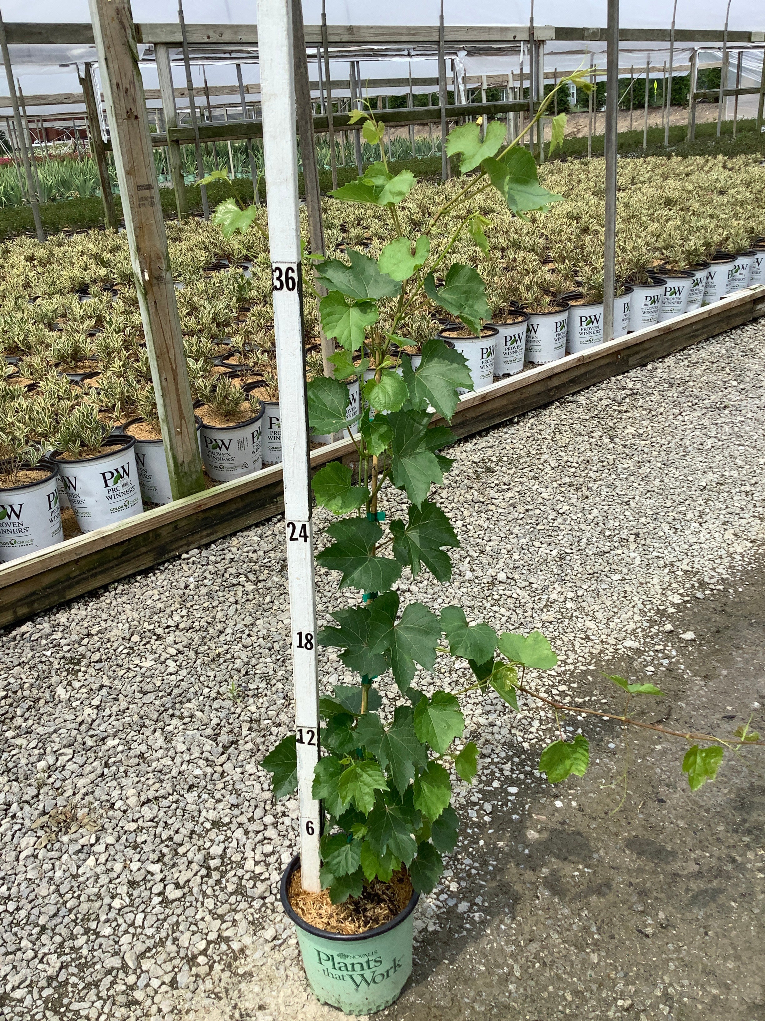 Vitis canadice 'Canadice'