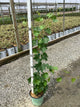 Vitis canadice 'Canadice'
