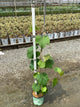 Vitis mars 'Mars'