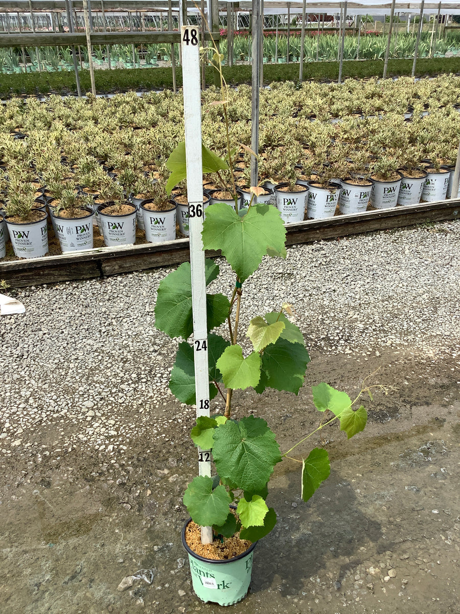 Vitis mars 'Mars' â€” 19CM PTW
