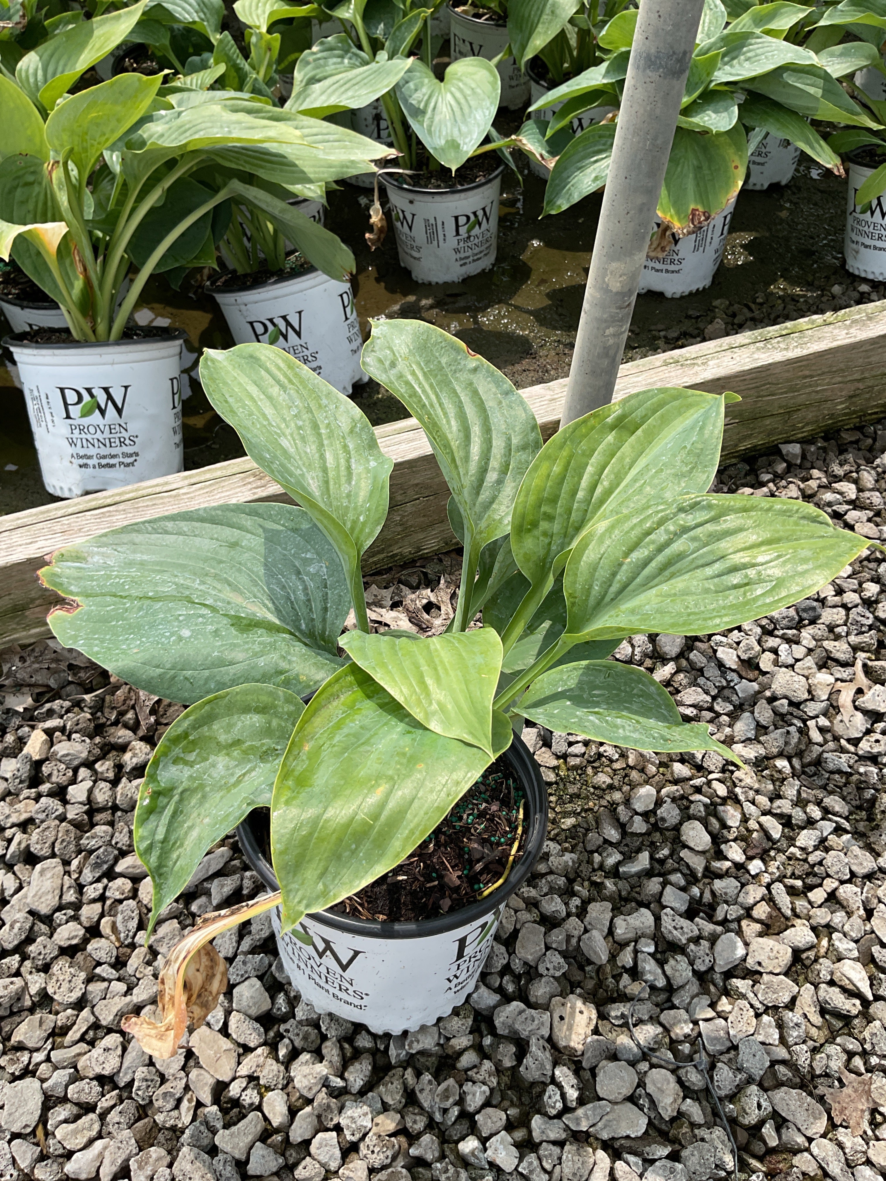 Hosta empress 'Empress Wu'