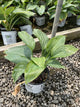 Hosta empress 'Empress Wu'