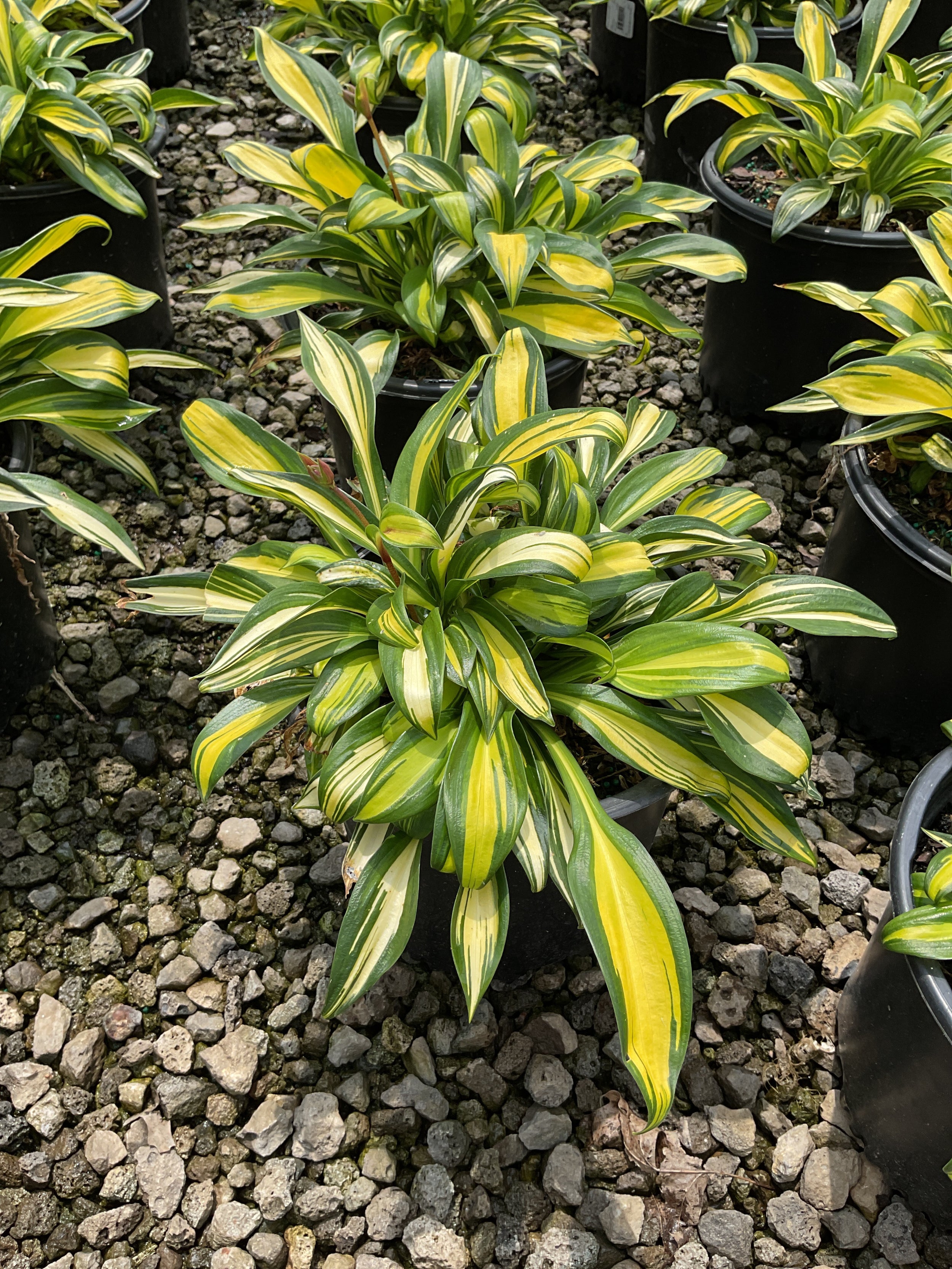 Hosta rainbows 'End'