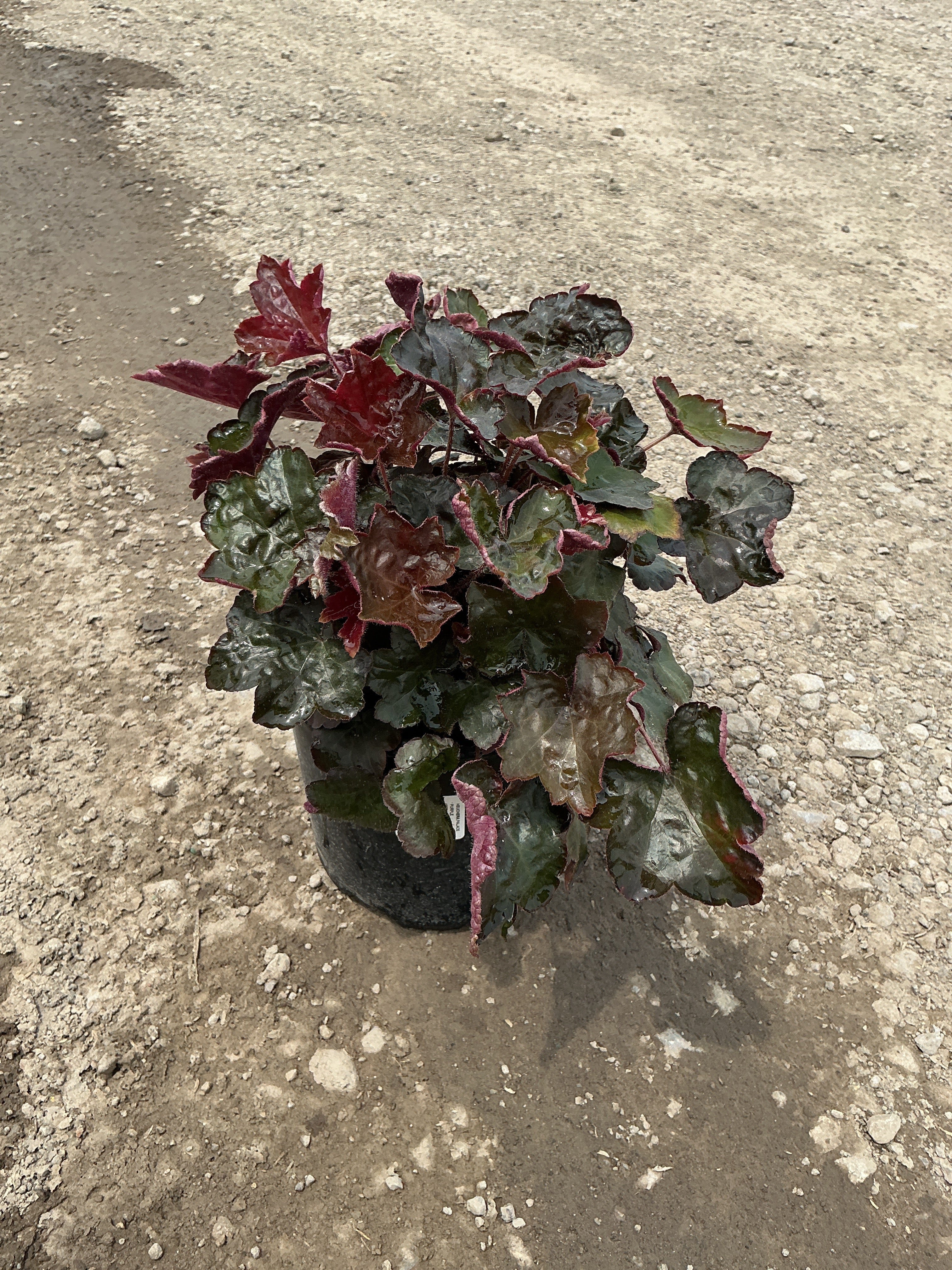 Heuchera palace 'Palace Purple'