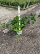 Rubus fruticosus 'Triple Crown'