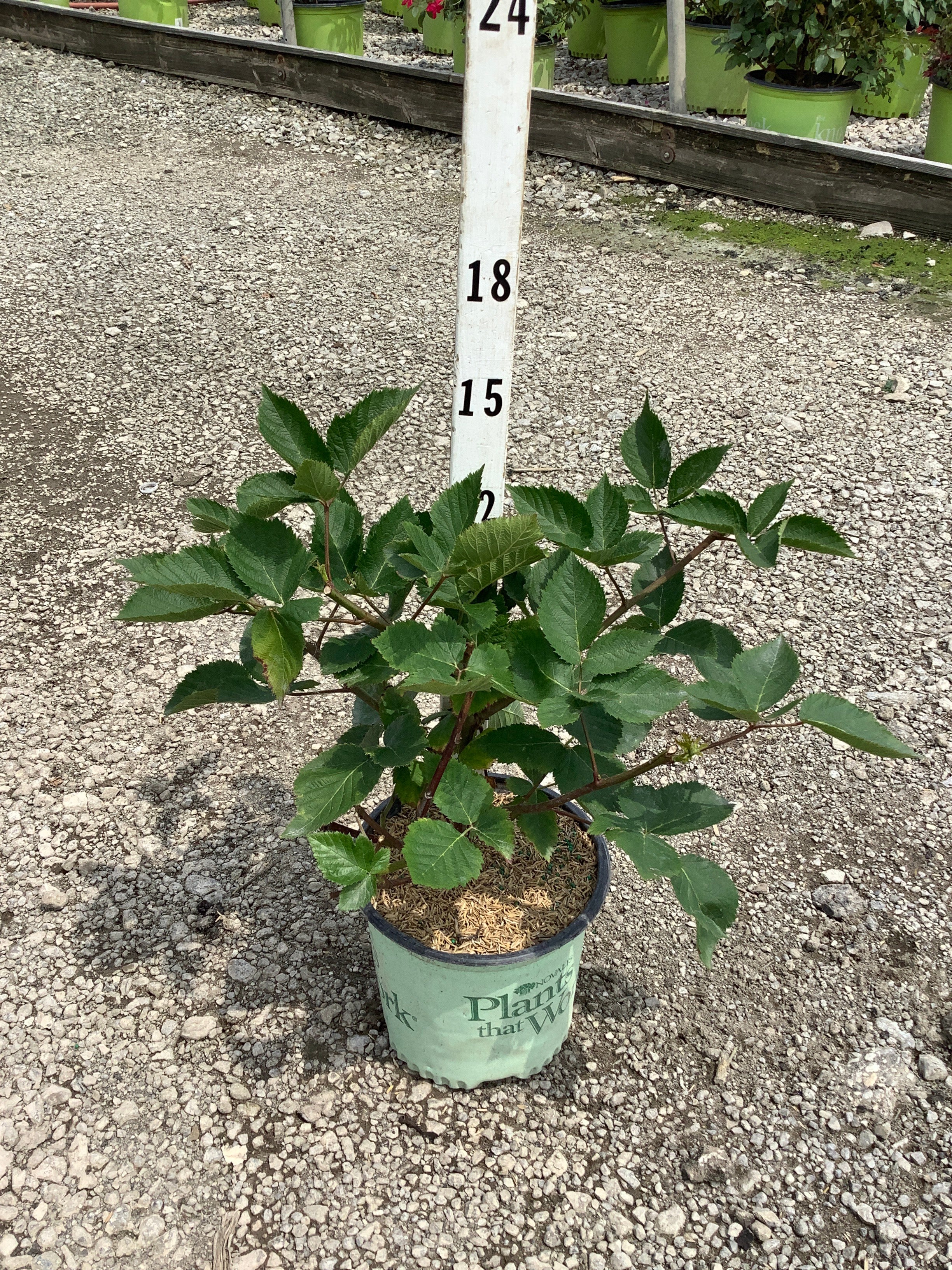 Rubus natchez