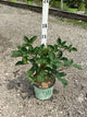 Rubus natchez