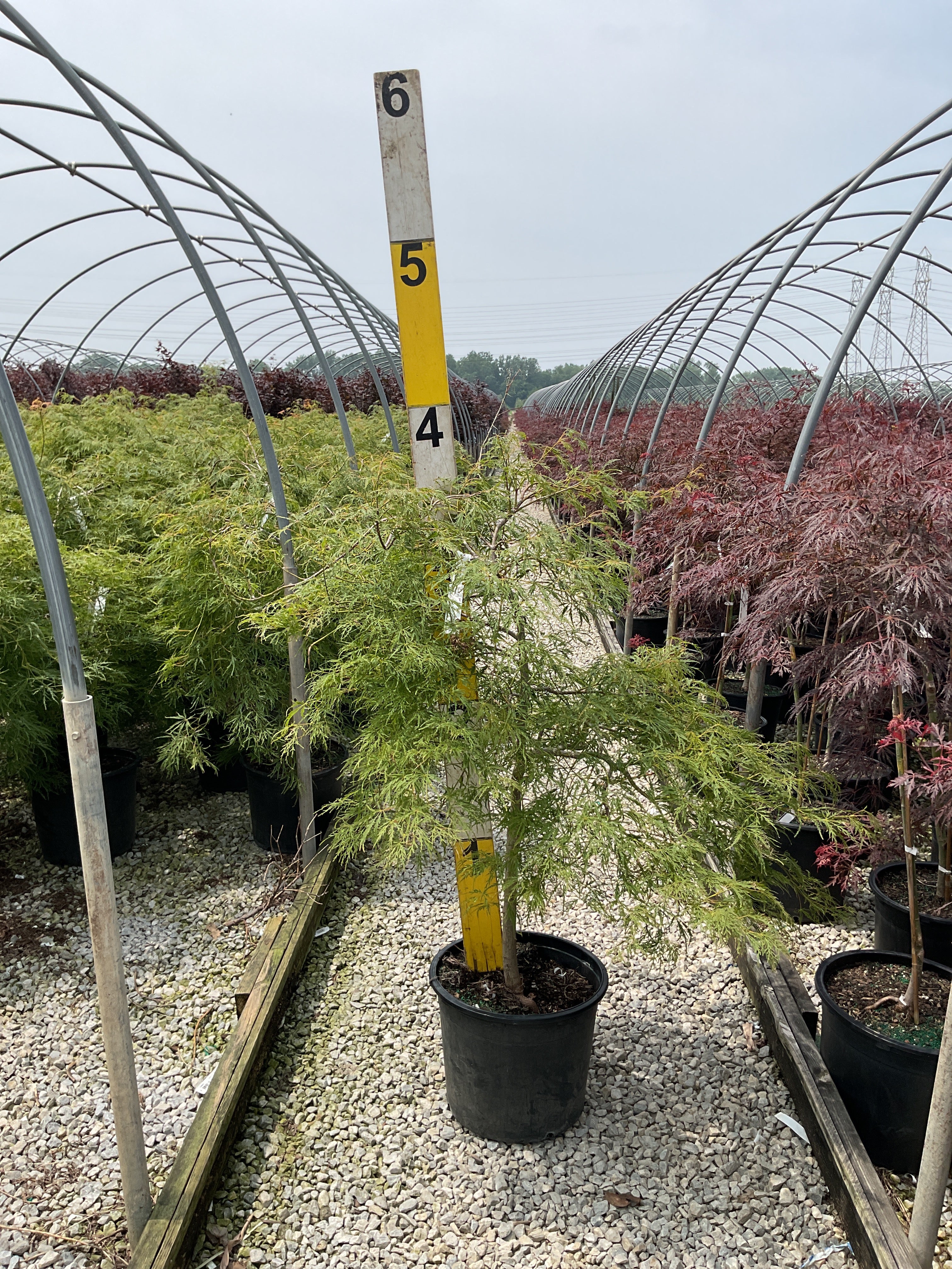 Acer palmatum var. dissectum 'Viridis'