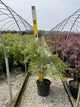 Acer palmatum var. dissectum 'Viridis'