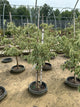 Cornus kousa 'Samzam'