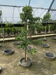 Cornus x 'Rutgan'