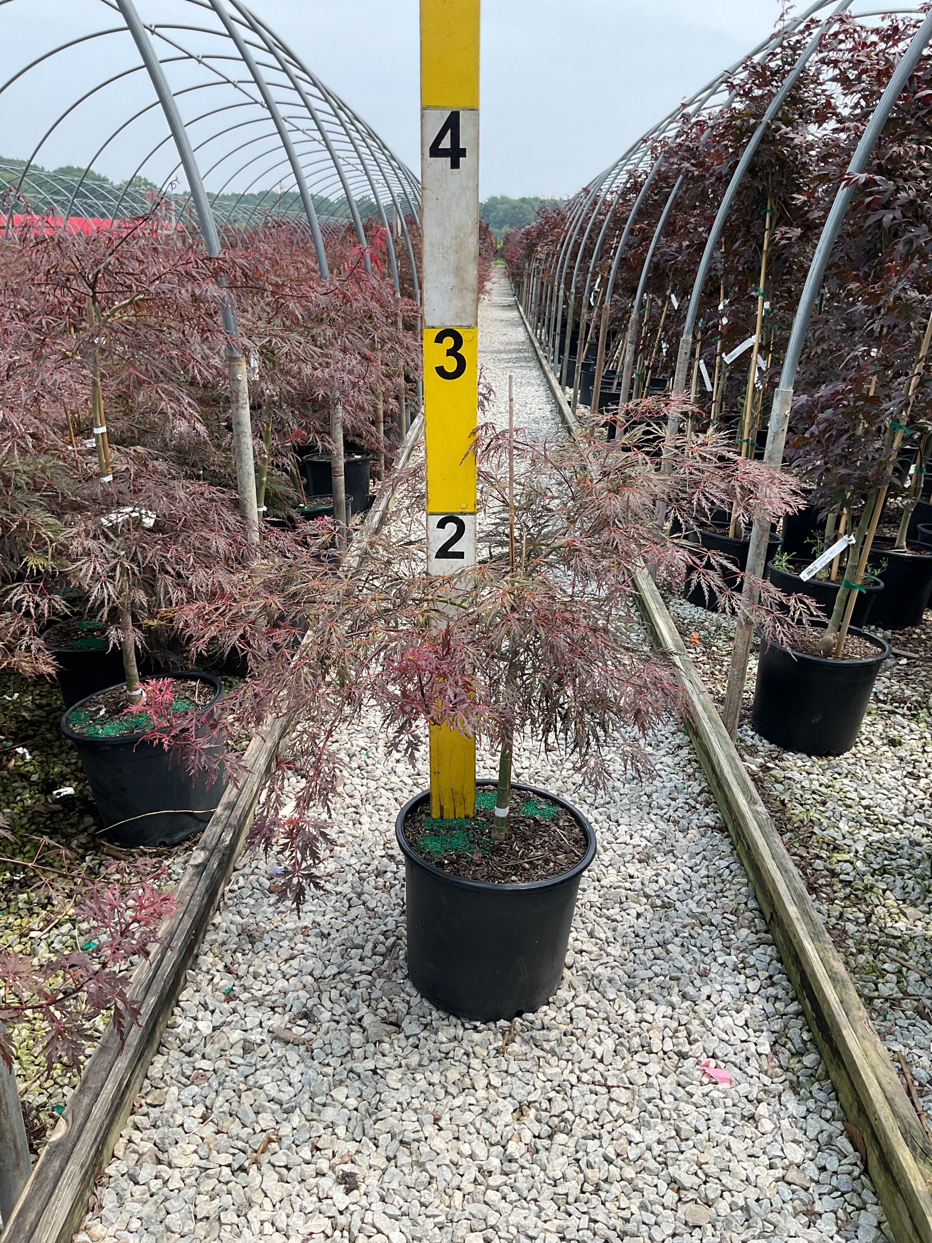 Acer palmatum var. dissectum 'Garnet'