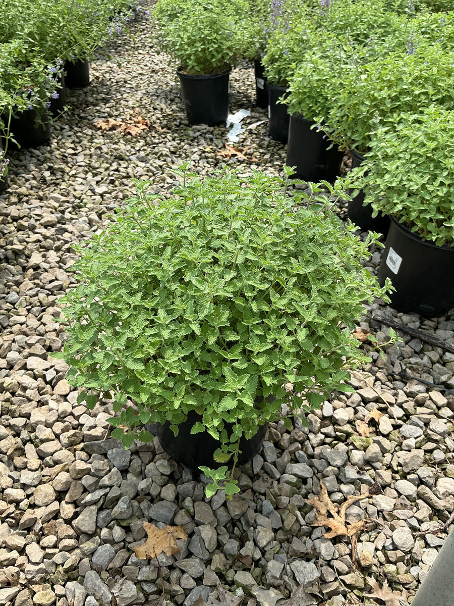Nepeta faassenii 'Novanepjun' â€” 19CM