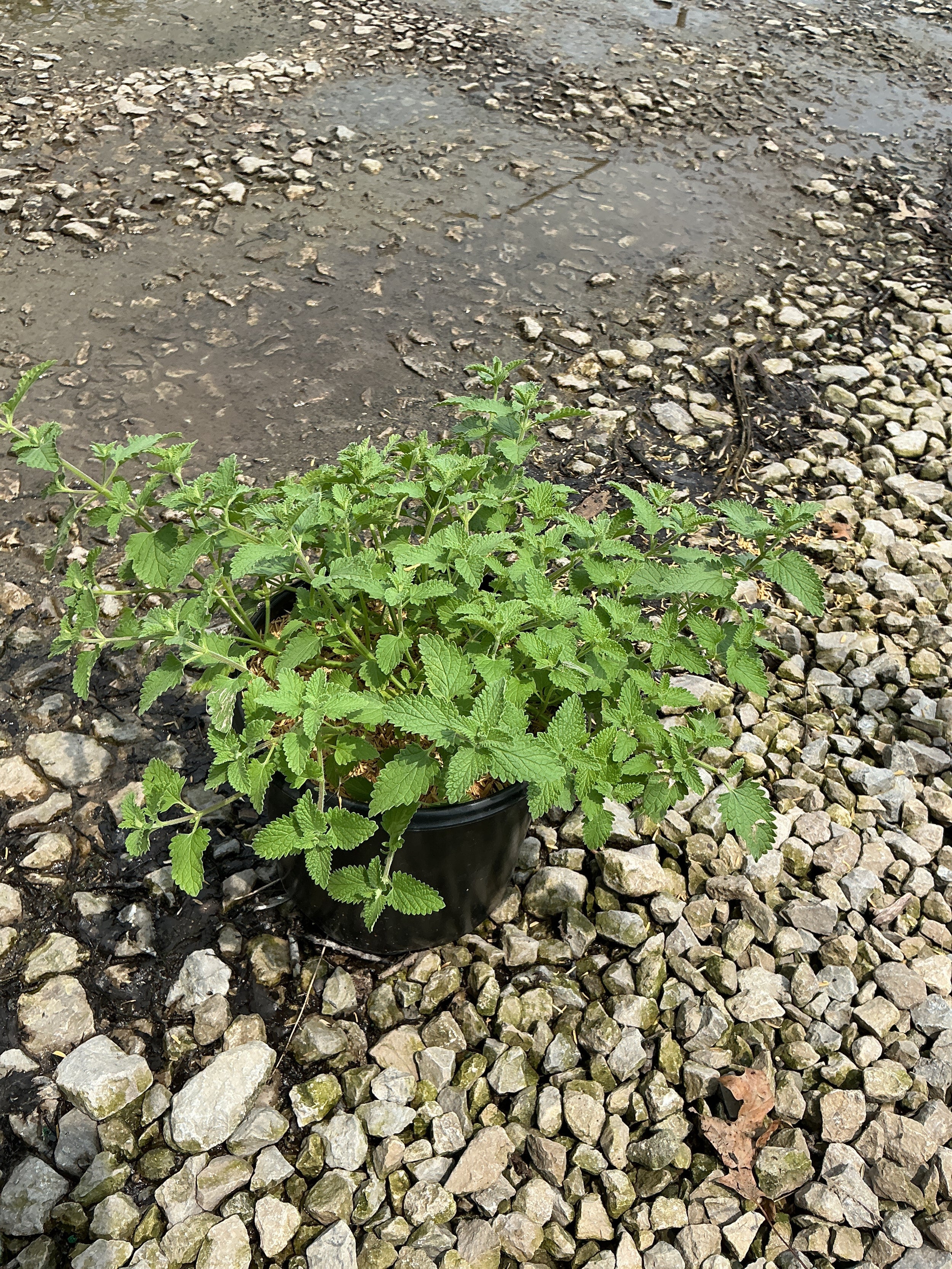 Nepeta faassenii 'Walker's Low'