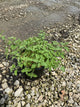 Nepeta faassenii 'Walker's Low'