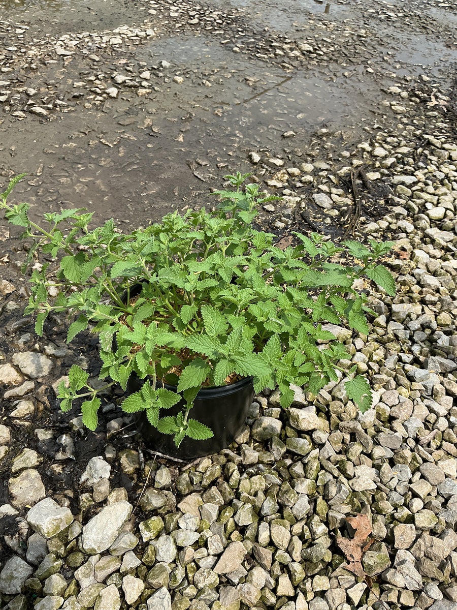 Nepeta faassenii 'Walker's Low' â€” 19CM