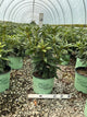 Rhododendron 'Holdens Fuchsia'