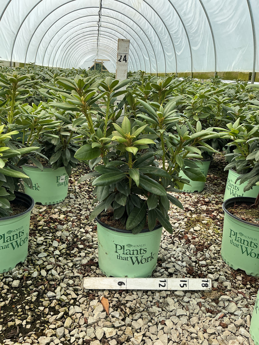 Rhododendron 'Holdens Fuchsia' â€” G3 15