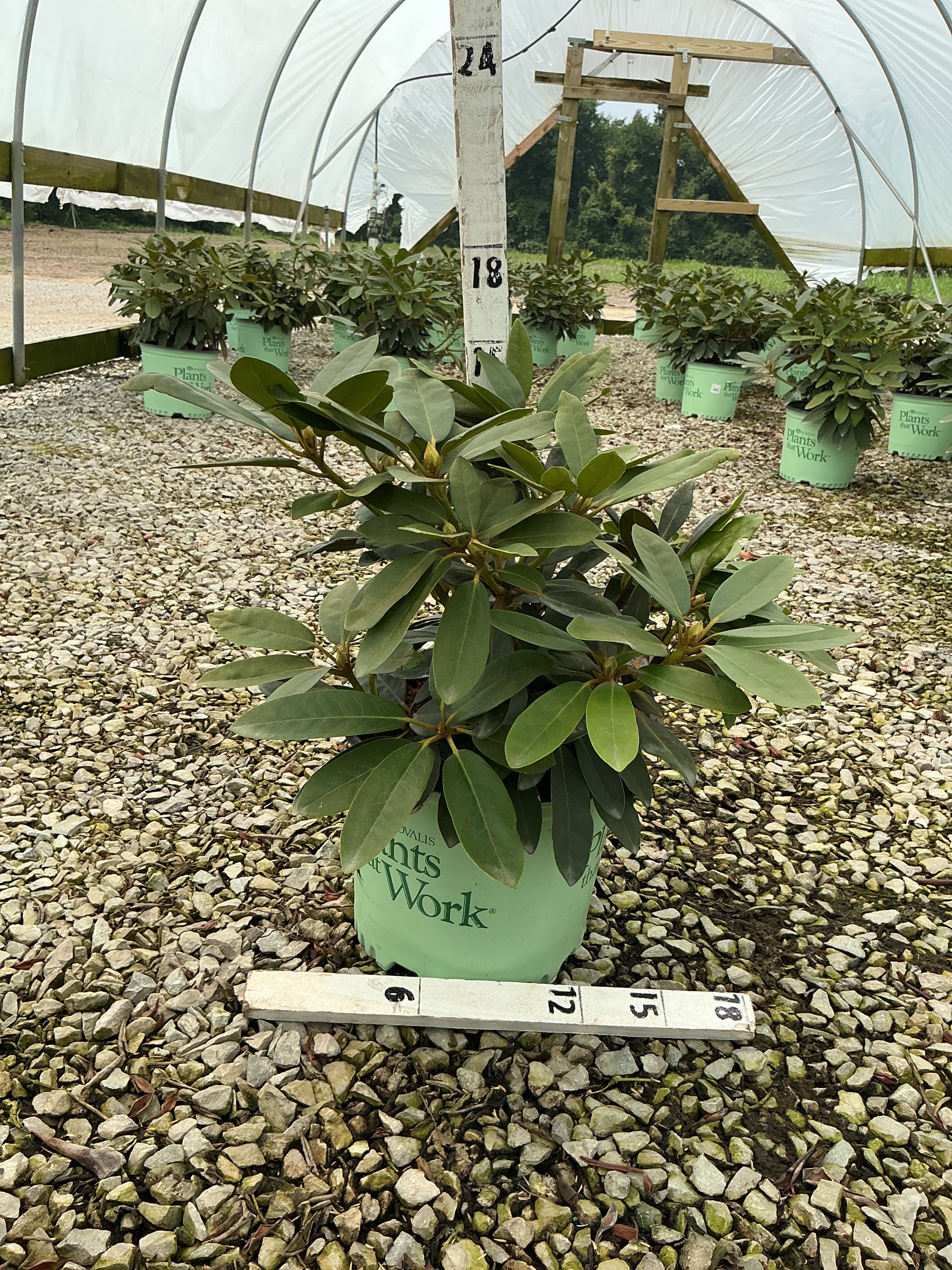 Rhododendron holdens 'Red'