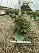 Rhododendron holdens 'Red'
