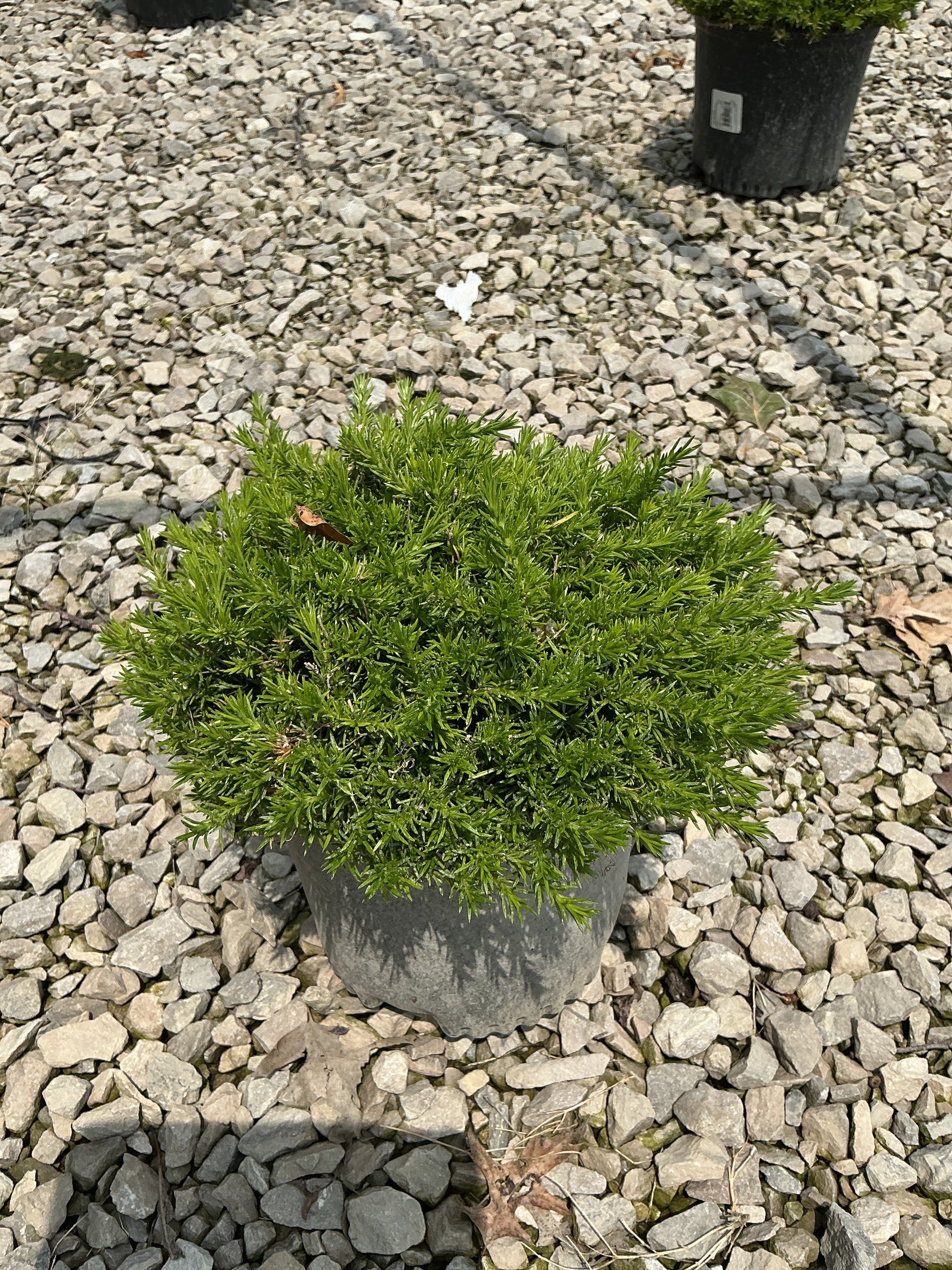 Phlox subulata 'Drummonds Pink'