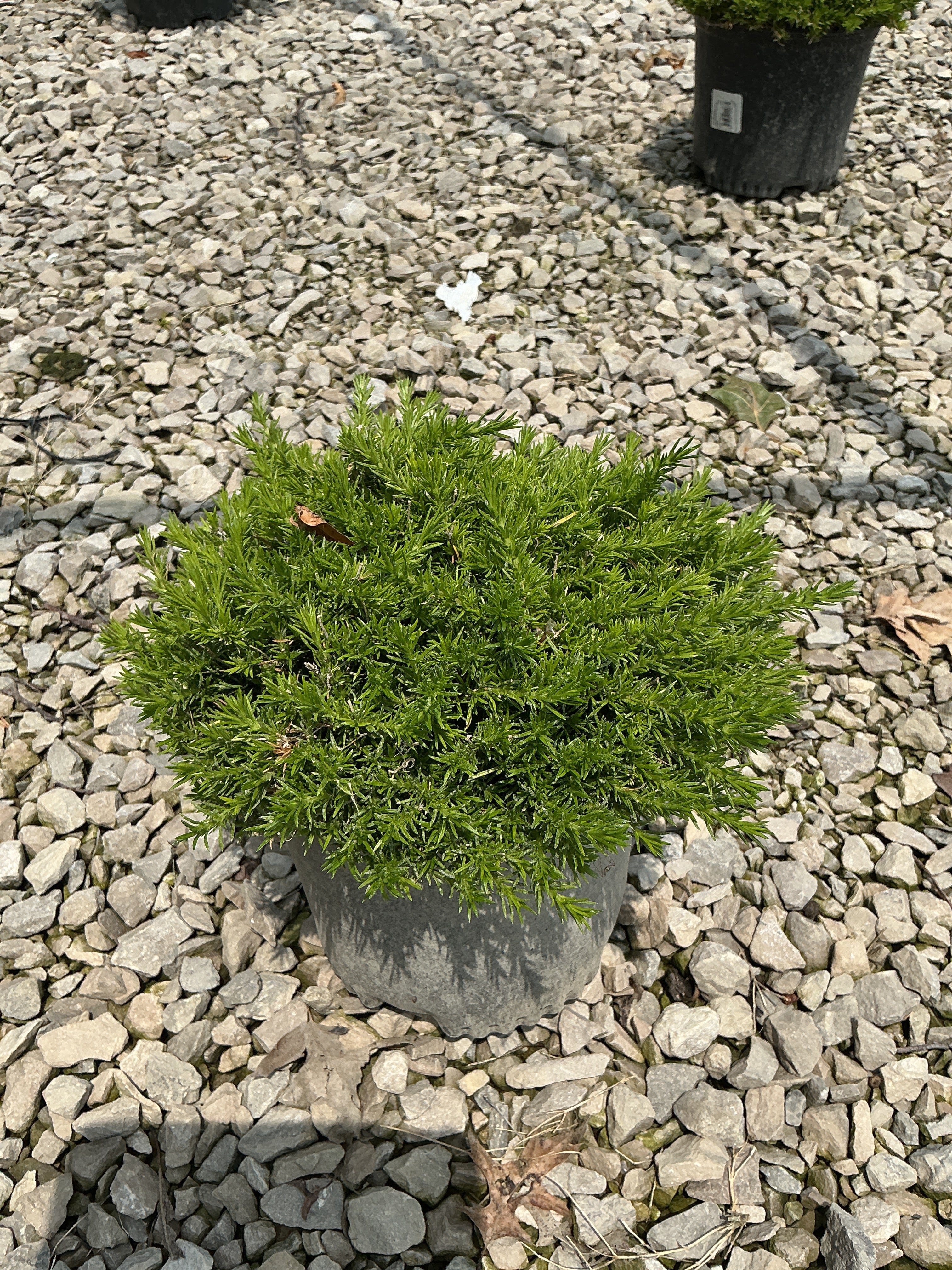 Phlox subulata 'Drummonds Pink'