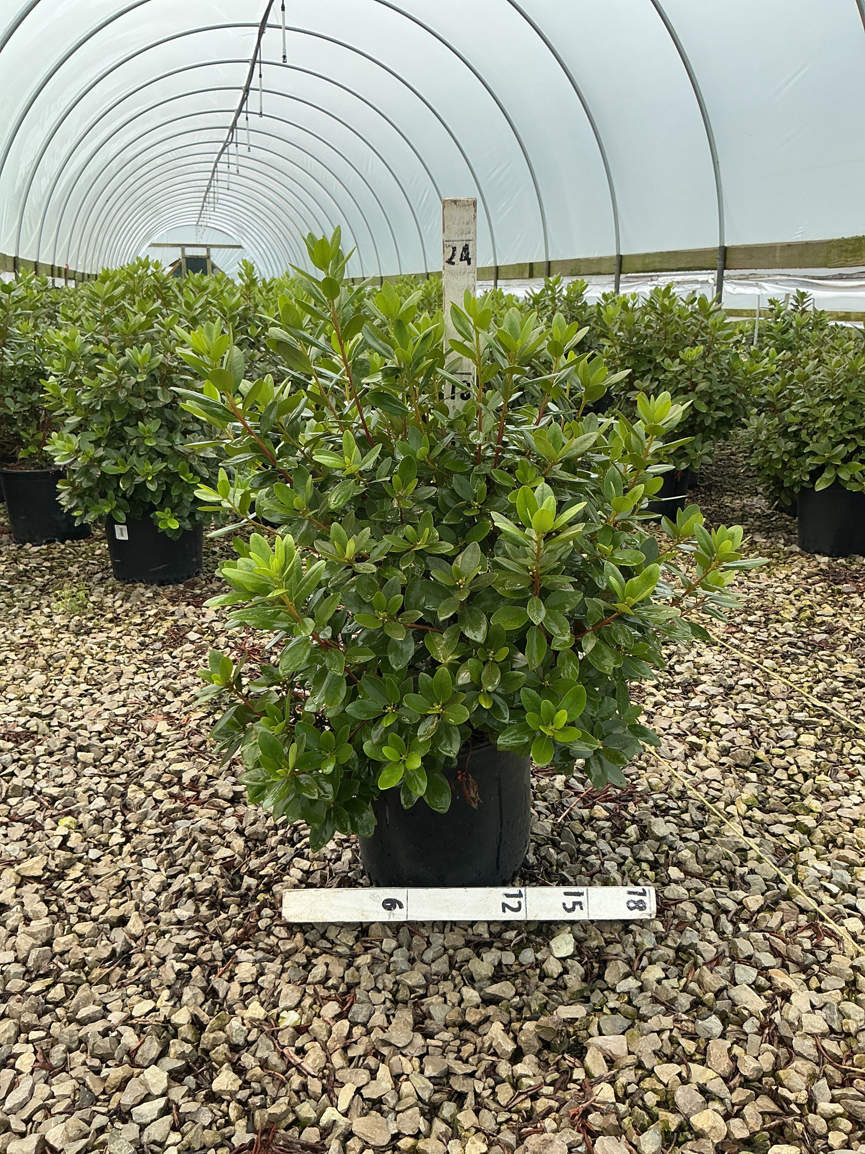 Rhododendron 'PJM Elite'