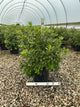 Rhododendron 'PJM Elite'