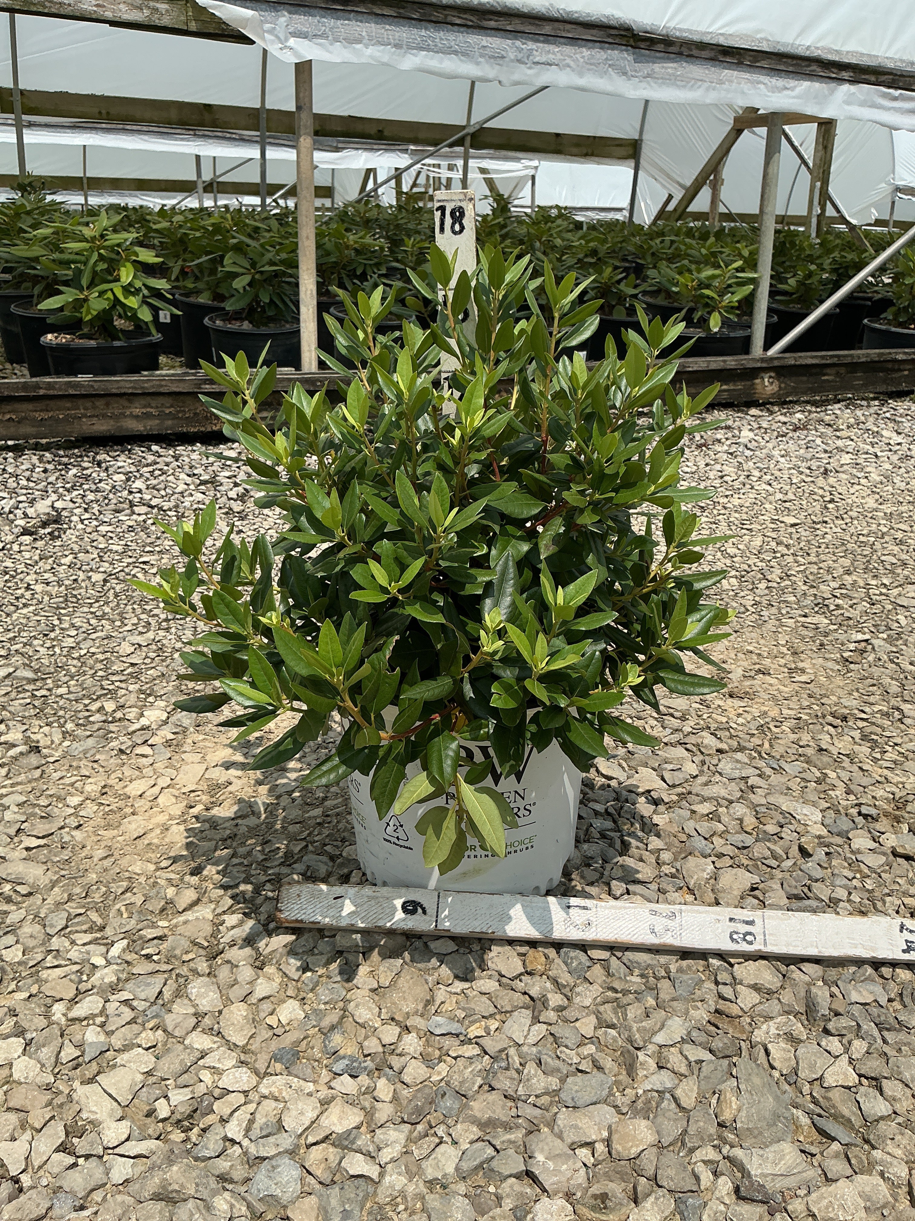 Rhododendron x 'Black Hat'
