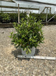 Rhododendron x 'Black Hat'