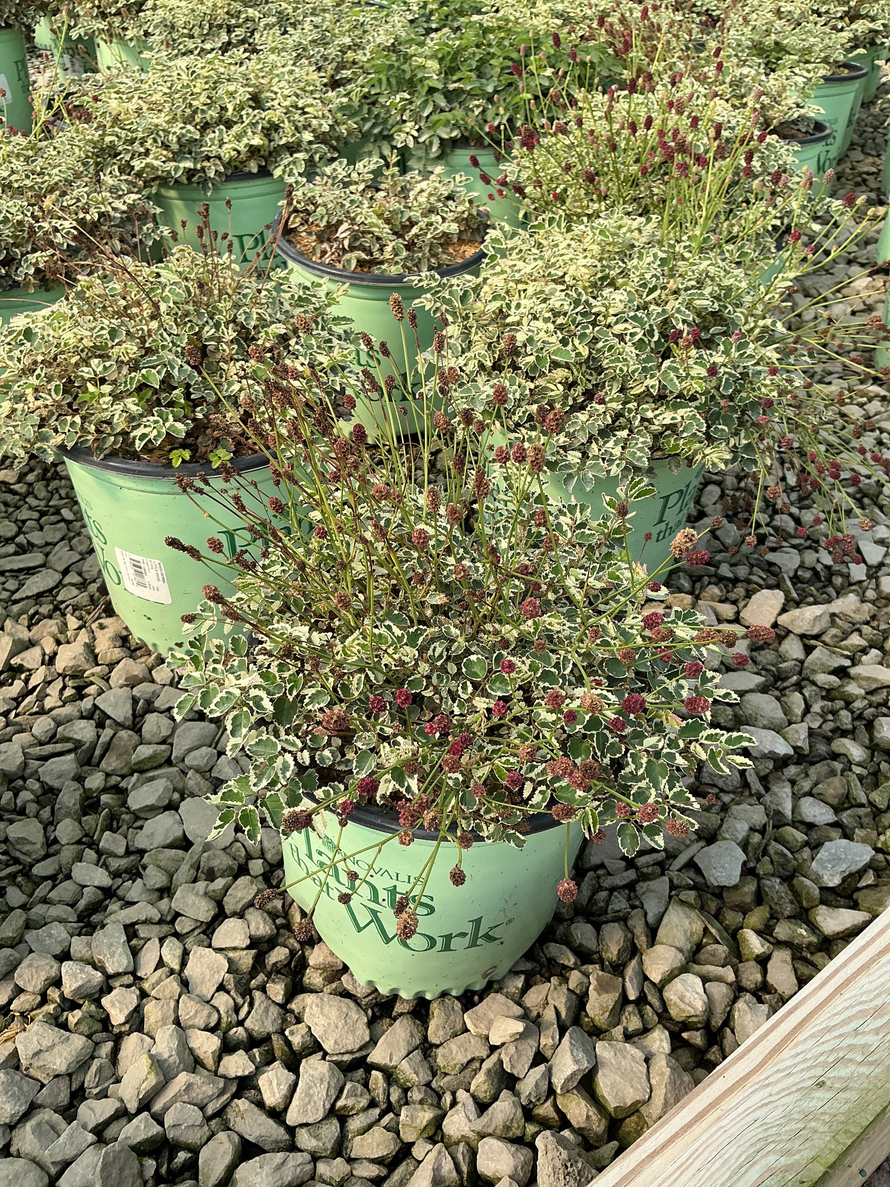 Sanguisorba little 'Angel'
